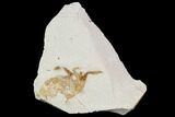 Partial Fossil Pea Crab (Pinnixa) From California - Miocene #105020-1